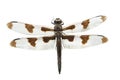 Dragonfly Isolted on White