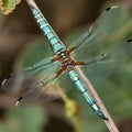 A dragonfly with its long, slender body and intricately patterned wings