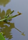 Dragonfly and its reflection on the water Royalty Free Stock Photo