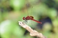 Dragonfly, Kumarakom Bird Sanctuary, Kerala, India Royalty Free Stock Photo