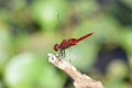 Dragonfly, Kumarakom Bird Sanctuary, Kerala, India Royalty Free Stock Photo