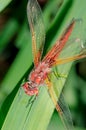 Dragonfly landed on a blade of grass/dragonfly on a blurred background sitting on a grass Royalty Free Stock Photo