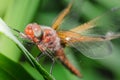Dragonfly landed on a blade of grass/dragonfly on a blurred background sitting on a grass Royalty Free Stock Photo