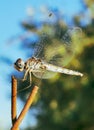 Dragonfly landed on the fence