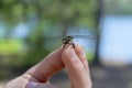 Dragonfly landed straight in the hands of a man