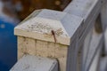 dragonfly landed on a white bridge abutment