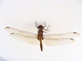 dragonfly landed on white wall