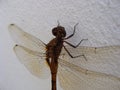 dragonfly landed on white wall