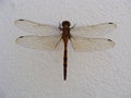 dragonfly landed on white wall