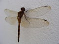 dragonfly landed on white wall