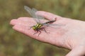 Dragonfly landed on the womans hand Royalty Free Stock Photo