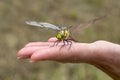 Dragonfly landed on the womans hand