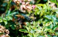 Dragonfly Landing on Flowers in a Bush Royalty Free Stock Photo