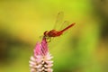 Dragonfly landing on top flower Royalty Free Stock Photo