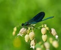 Dragonfly lands on blade of grass Royalty Free Stock Photo