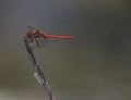 Dragonfly lands on blade of grass Royalty Free Stock Photo