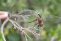 The Back Of Sympertrom Dragonfly Royalty Free Stock Photo