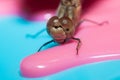 Dragonfly with large eyes insect macro