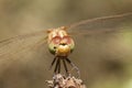 Dragonfly with large eyes insect macro
