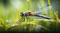 A dragonfly with large eyes perched on a blade of grass, AI Royalty Free Stock Photo