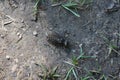 Dragonfly larva crawling on the ground Royalty Free Stock Photo