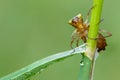 Dragonfly larvae on a blade of grass Royalty Free Stock Photo