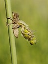 Dragonfly larvae crawls out of the water to the shore and rises through the plant Royalty Free Stock Photo