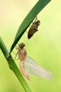 Dragonfly larvae crawls out of the water to the shore and rises through the plant Royalty Free Stock Photo