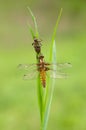 Dragonfly larvae crawls out of the water to the shore and rises through the plant, Royalty Free Stock Photo