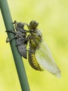 Dragonfly larvae crawls out of the water to the shore and rises through the plant Royalty Free Stock Photo