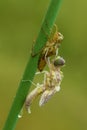 Dragonfly larvae crawls out of the water to the shore and rises through the plant, metamorphosis of the appearance of an adult ad Royalty Free Stock Photo