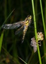 Dragonfly and larval case Royalty Free Stock Photo