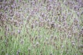 Dragonfly in lavender field