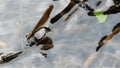 Dragonfly lay eggs under water from up