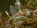 Dragonfly laying eggs