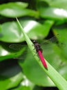 Dragonfly on a leaf Royalty Free Stock Photo