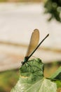 Dragonfly on the leaf Royalty Free Stock Photo