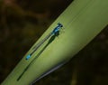 Startling blue dragonfly perches on a leaf