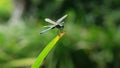 Dragonfly on leaf