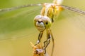 Dragonfly on the leaf closeup macro with selective eye focused. Adult dragonfly also called as Odonata, infraorder, Anisoptera Royalty Free Stock Photo