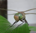 Dragonfly on leaf extreme close up Royalty Free Stock Photo