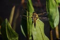 Dragonfly on leaf. Four Spotted Skimmer