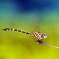 Dragonfly on leaf