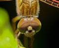 Dragonfly on the leaf macro shoot close up view Royalty Free Stock Photo