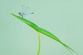 Dragonfly and leaf Royalty Free Stock Photo