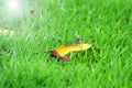 Dragonfly on the leaf Royalty Free Stock Photo