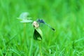 Dragonfly on the leaf Royalty Free Stock Photo