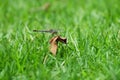 Dragonfly on the leaf Royalty Free Stock Photo