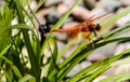 Dragonfly on leaf