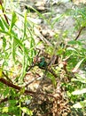 A dragonfly on the leaf Royalty Free Stock Photo